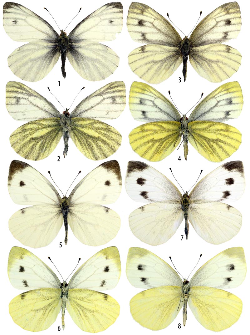  Pieris napi pseudorapae Verity, [1908]. Фото: © Валентин Тихонов. Весеннее поколение. 1,2 - самец; 3,4 - самка: 3.05.2009, Дагестан, пойма Терека, окрестности села Новоромановка. Собрал В. В.Тихонов. Летнее поколение. 5,6 - самец; 7,8 - самка: 3.08.2008, Дагестан, хребет Чонкатау, 1000 м над ур. м. Собрал В. В.Тихонов. 